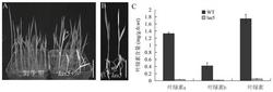 一种水稻叶色相关蛋白LAS5在调控水稻叶色中的应用
