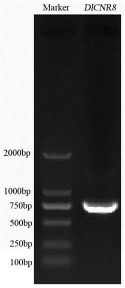 一种龙眼单果重性状调控基因DlCNR8及其蛋白与应用