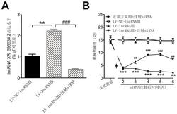 lncRNA XR_595534.2在制备治疗或预防慢性疼痛的药物中的应用