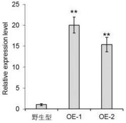 提高水稻光合作用效率的基因用途