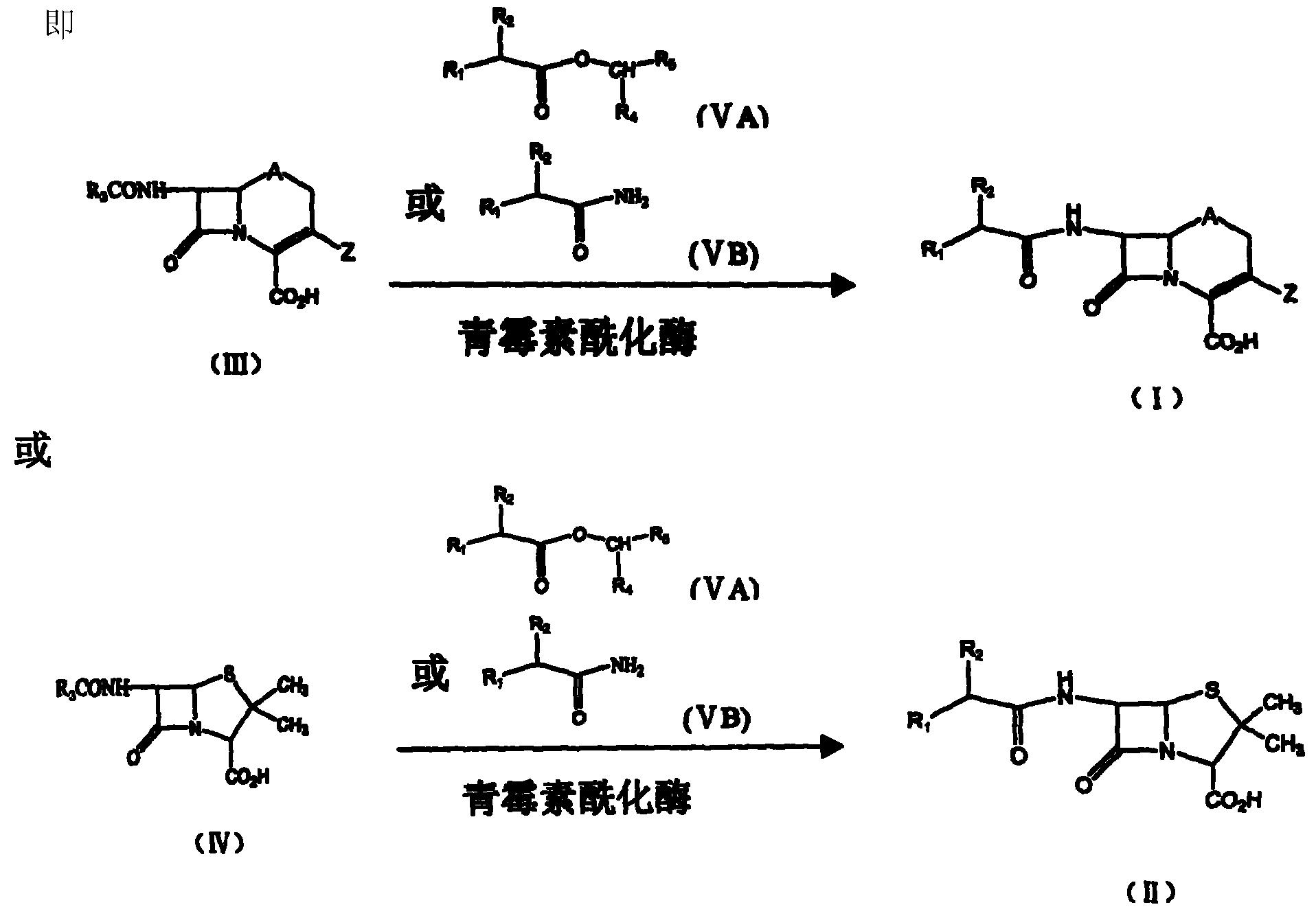 酶催化“一锅法”制备β-内酰胺抗生素的方法