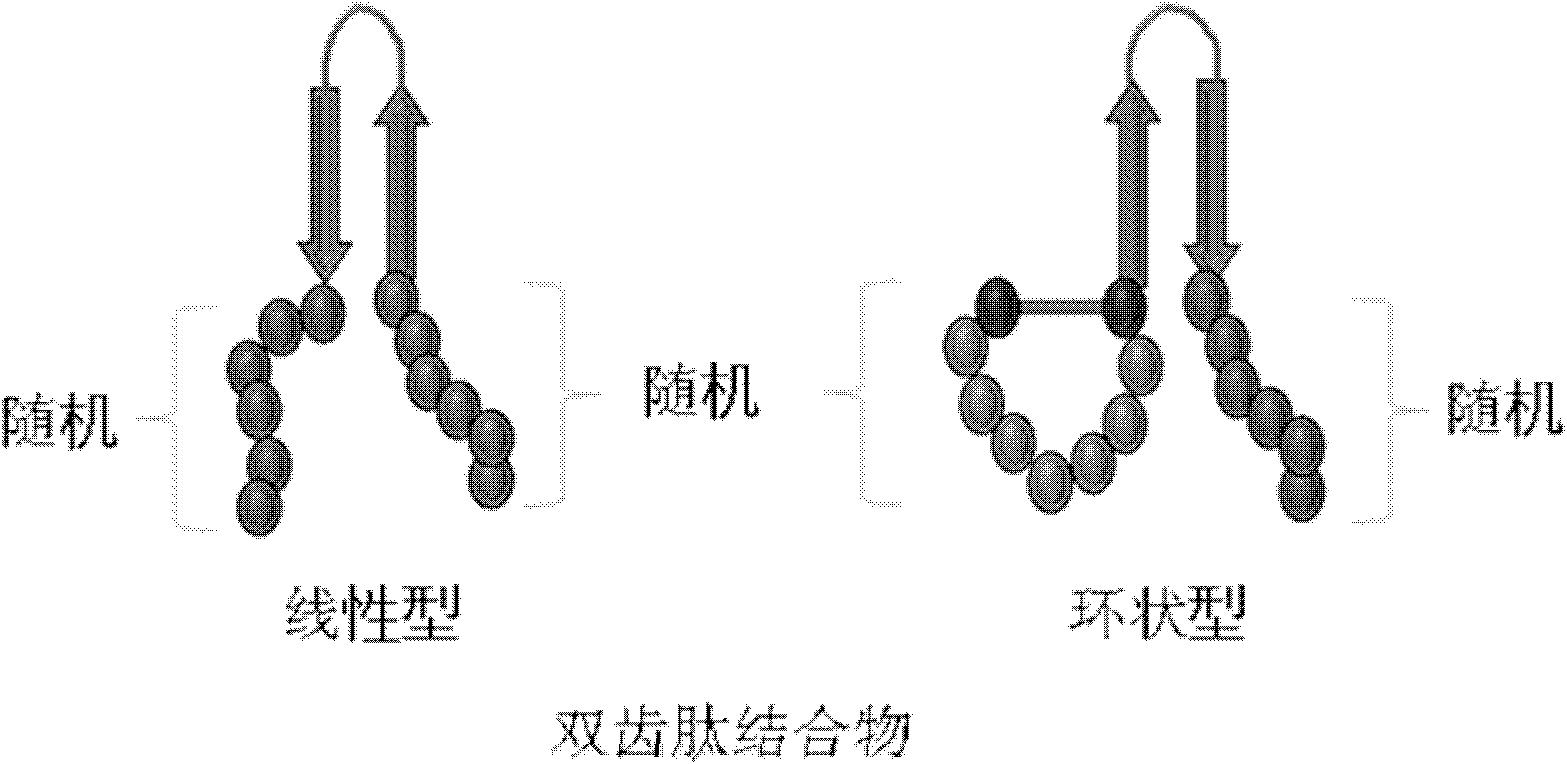 双齿肽结合物