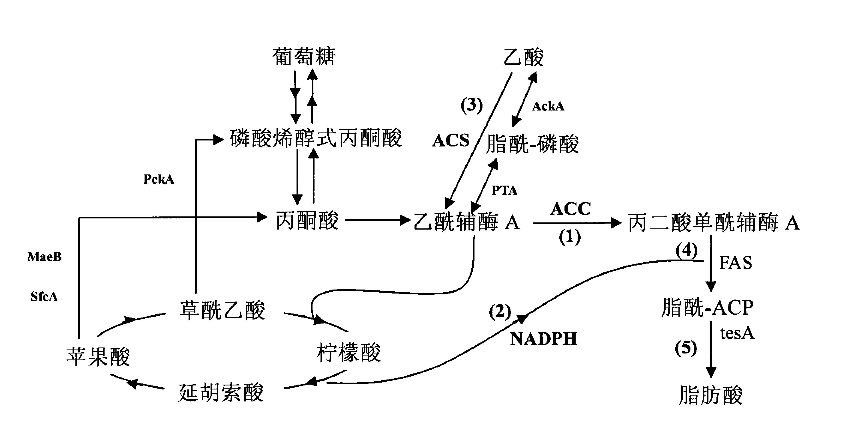 一种提高工程菌脂肪酸胞外分泌能力的方法