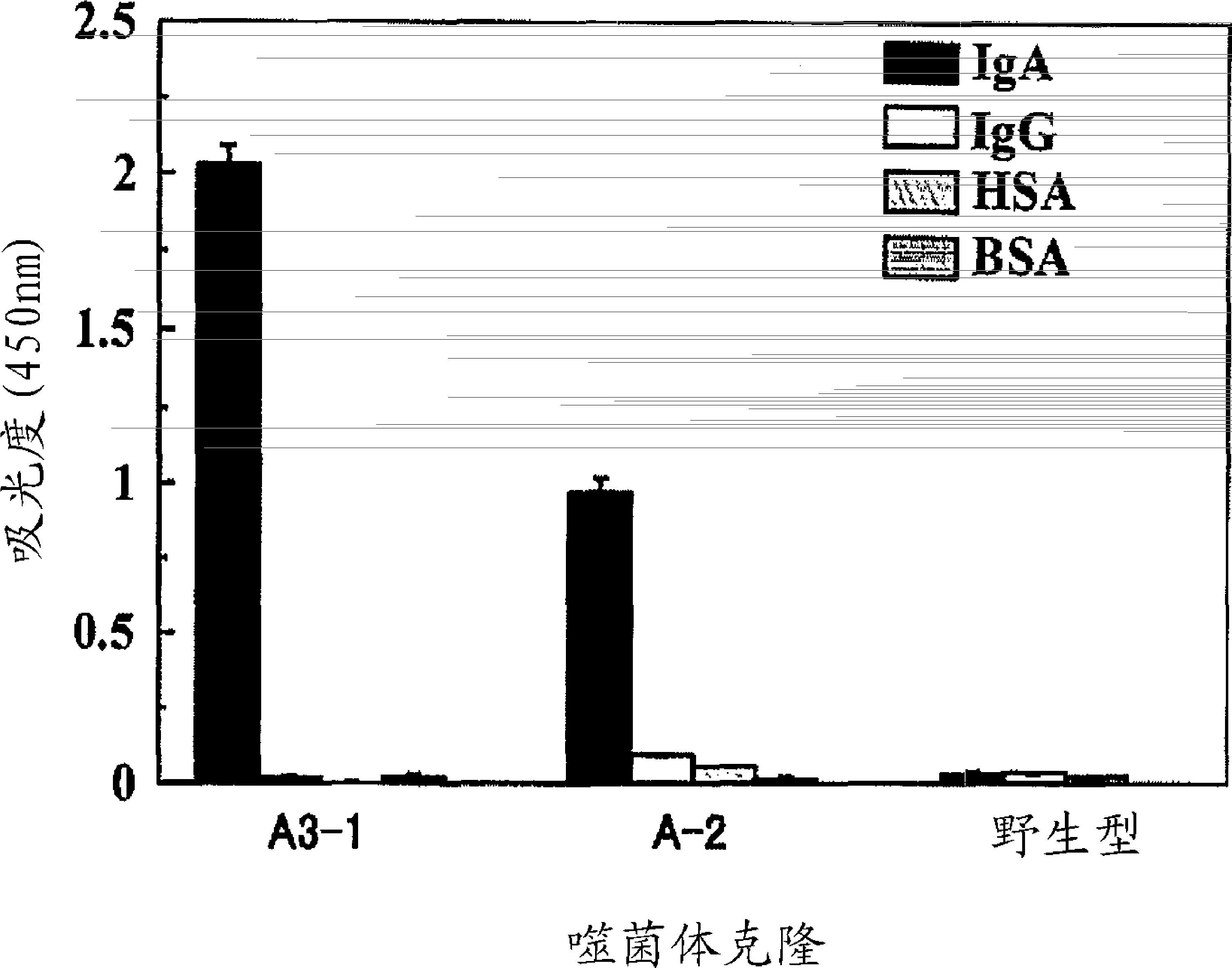 IgA结合性肽以及利用其的IgA的纯化