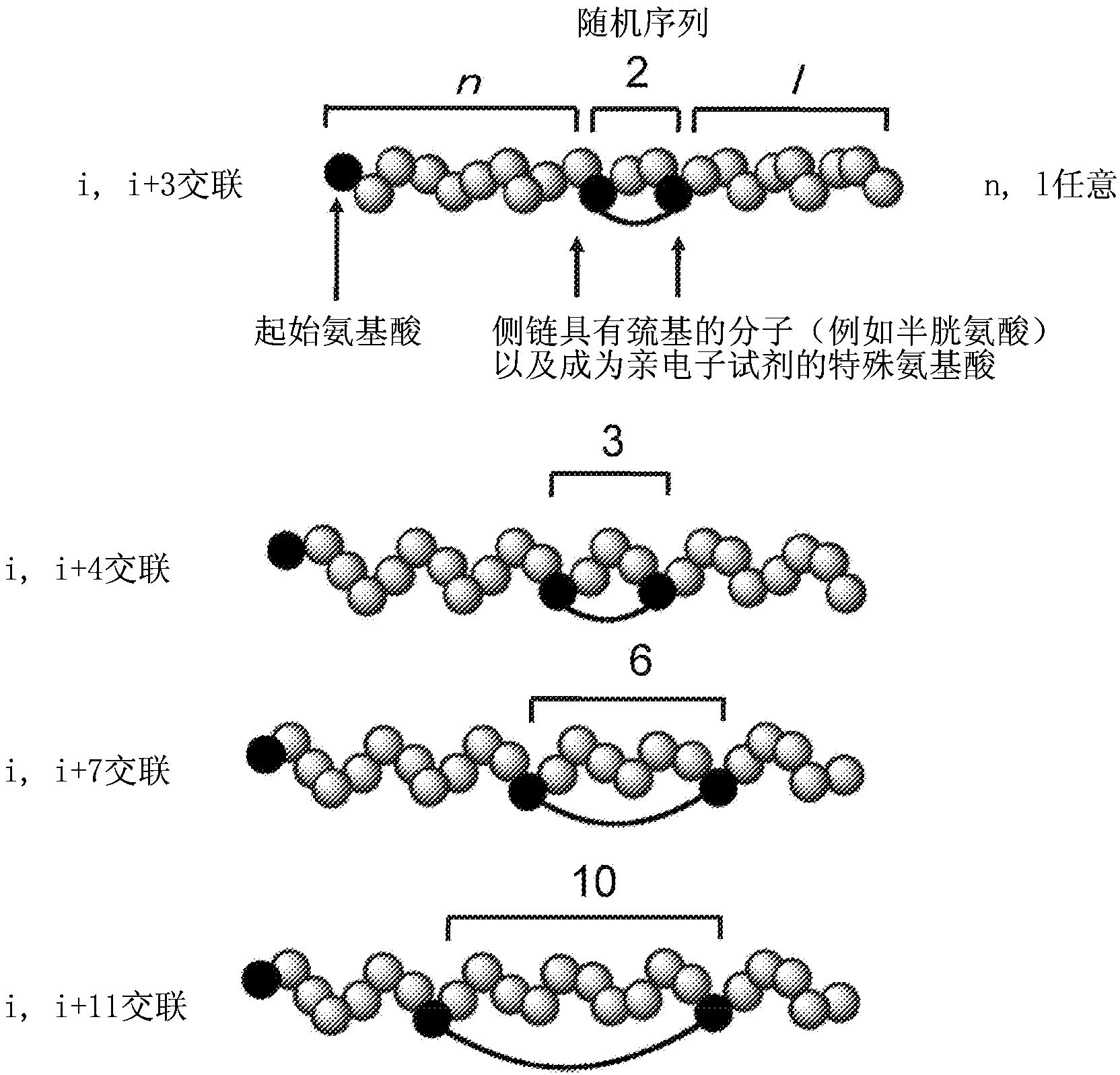 具有稳定的二级结构的肽和肽库以及它们的制造方法