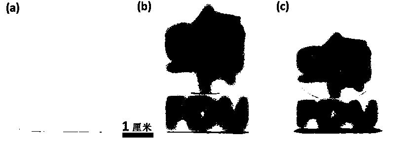 基于乌贼墨汁的可调无虹彩结构色颜料及其制备方法