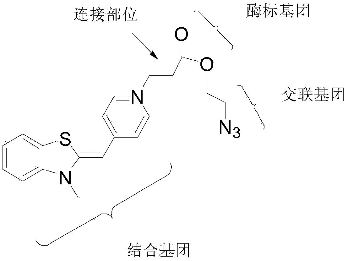 一种噻唑橙类菁染料分子及其应用