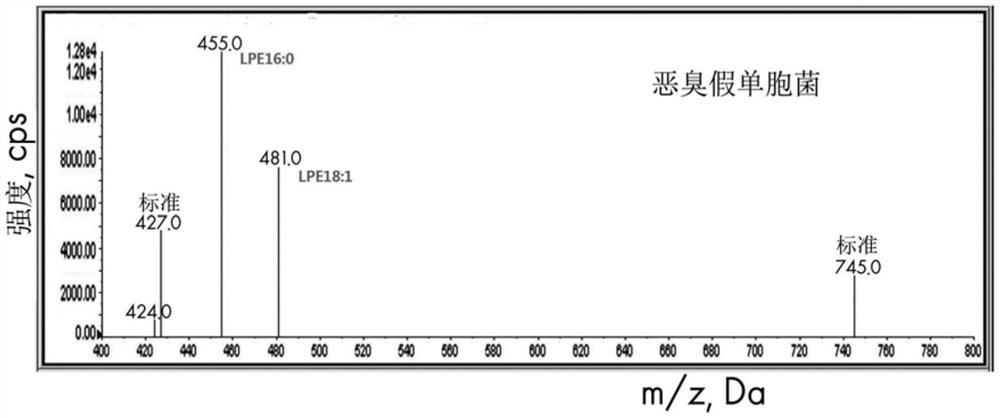 由假单胞菌属微生物生产溶血磷脂酰乙醇胺18:1的方法