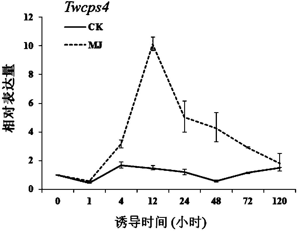 雷公藤焦磷酸合酶TwCPS4及其制备松香烷型二萜化合物的应用