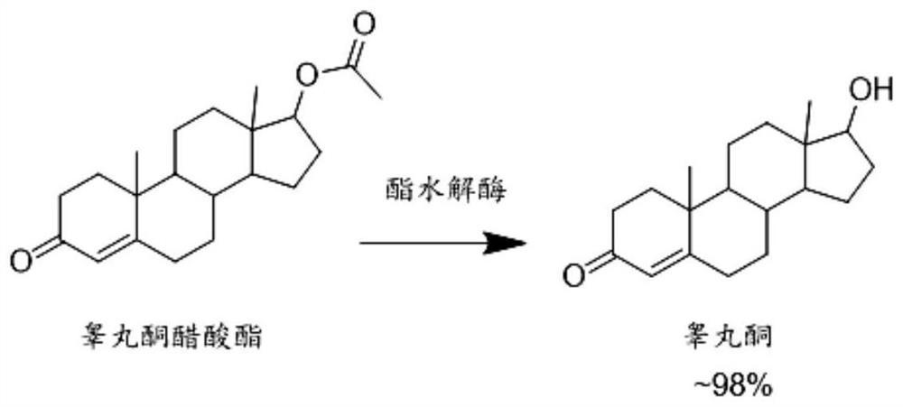 一种工程菌及其用于制备睾丸酮的用途