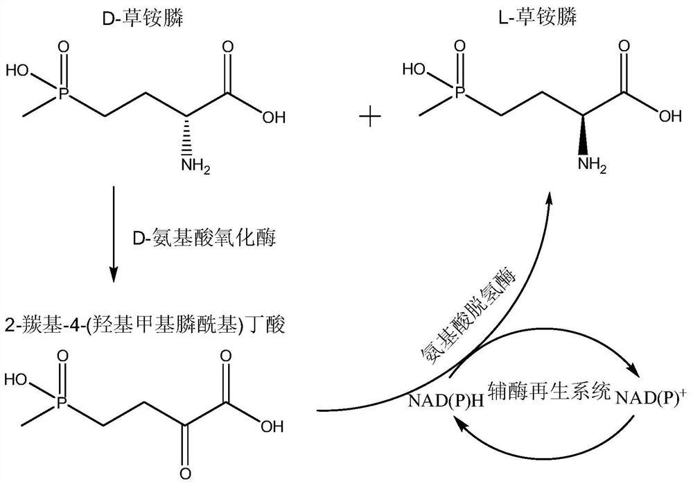 一种生物酶法去消旋化制备L-草铵膦的方法