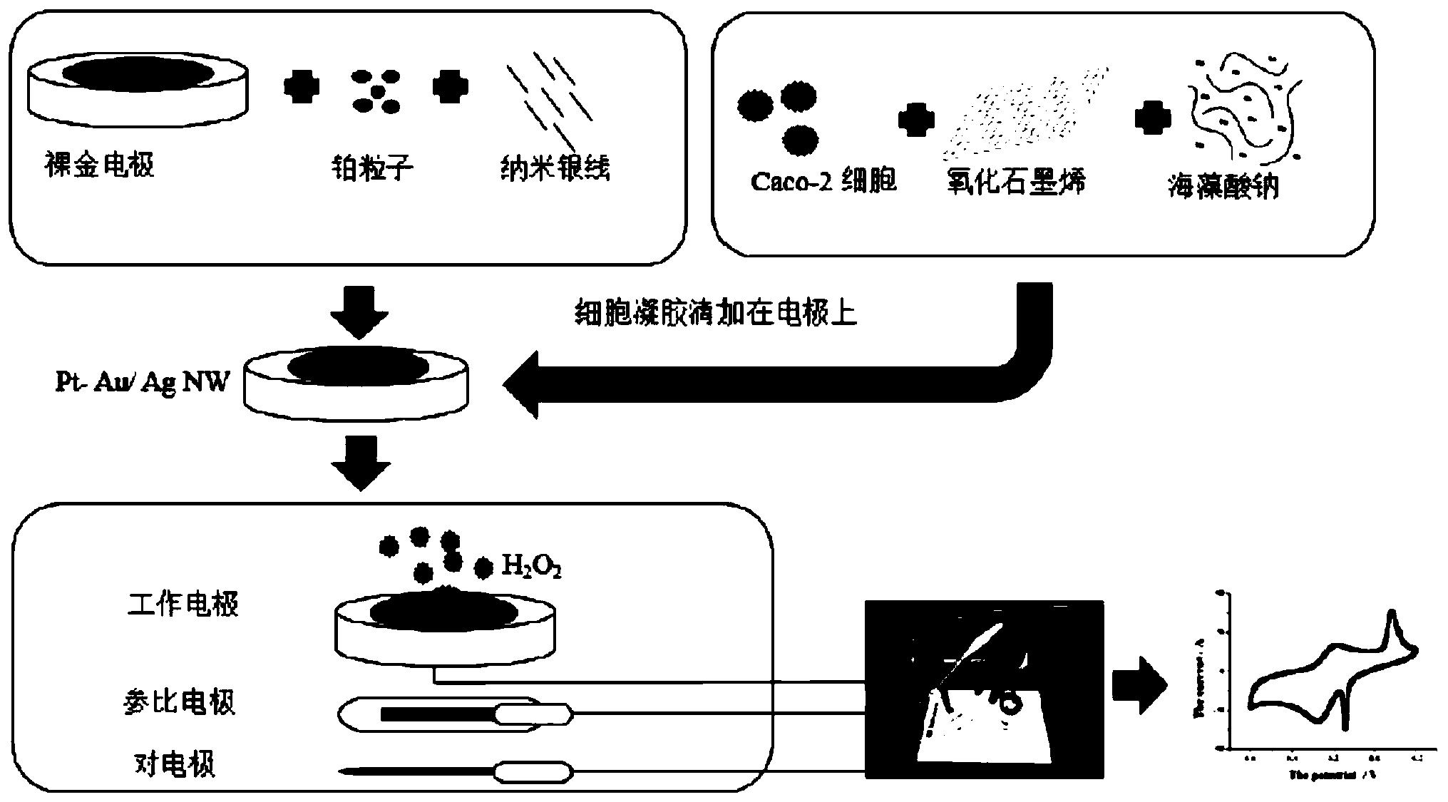 一种利用纳米材料细胞传感器评价抗氧化多肽活性的方法