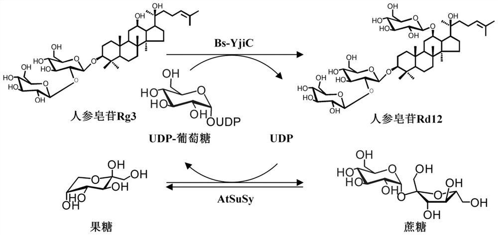 一种非天然人参皂苷Rd12及其制备方法和应用