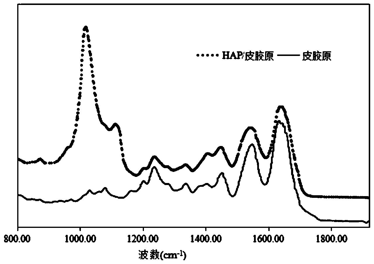 一种利用羟基磷灰石提高皮胶原热稳定性的方法