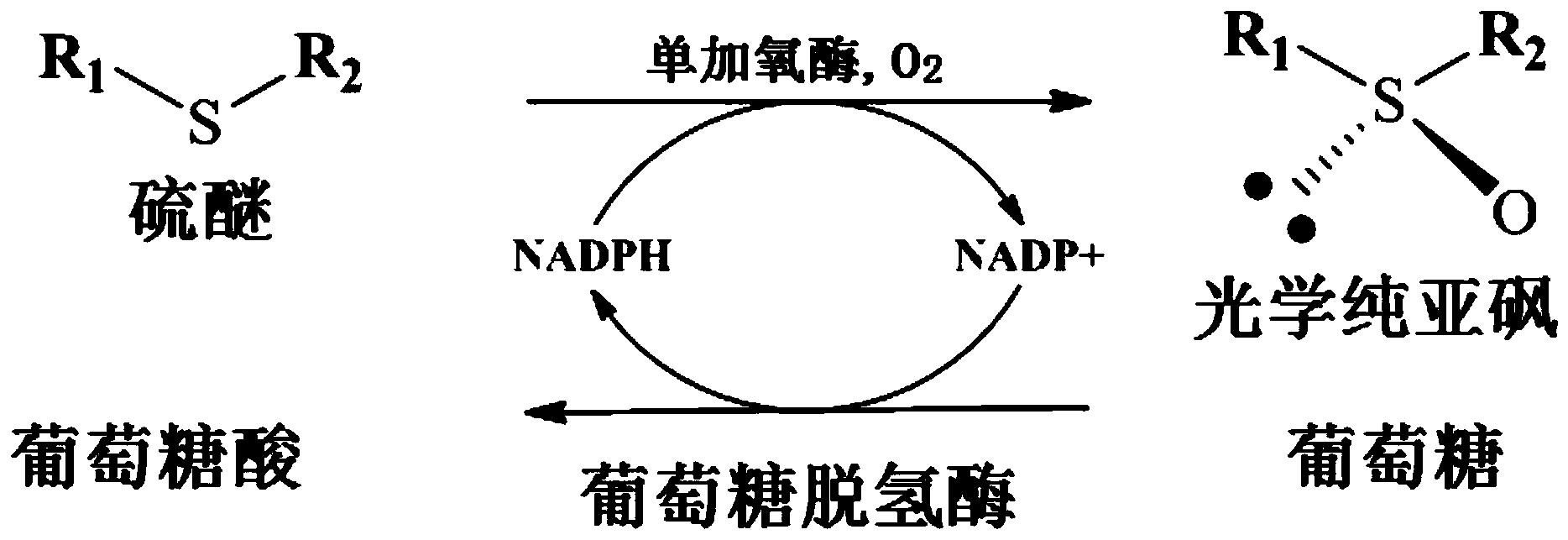 一种慢生根瘤菌单加氧酶及其在制备手性亚砜中的应用