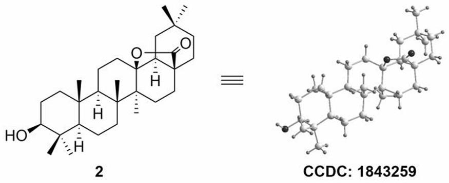 一种C12、C13位取代齐墩果酸衍生物及其制备和应用