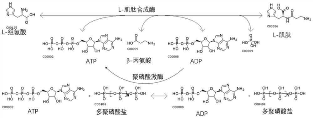 一种一步法合成L-肌肽的方法及截短的L-肌肽合成酶