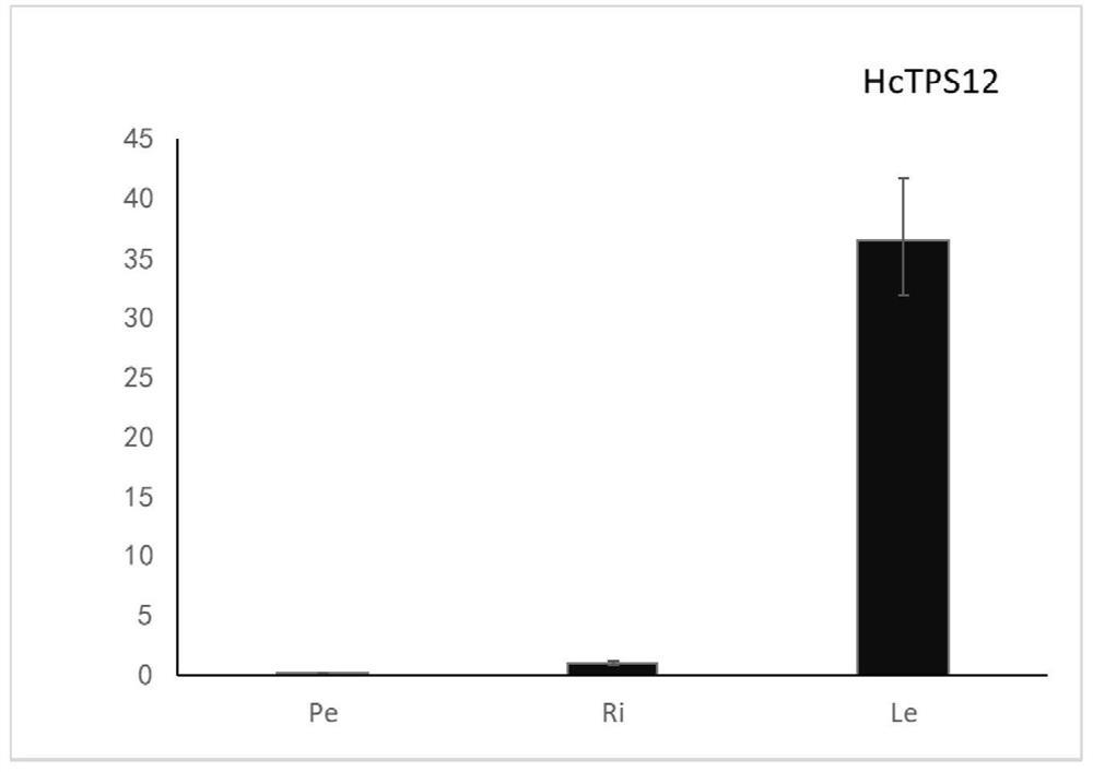 一种姜花倍半萜合成酶基因HcTPS12及其应用