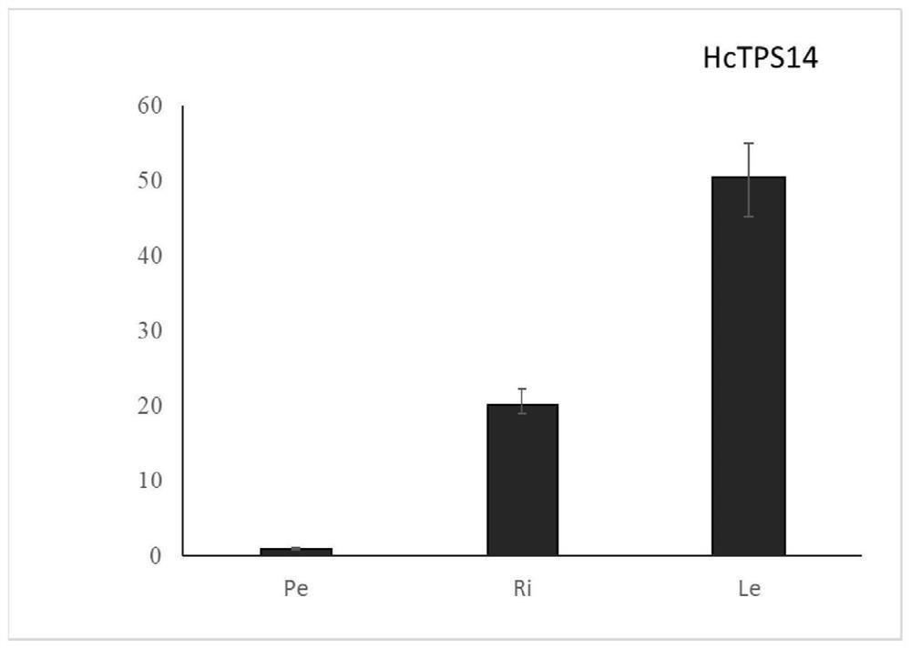 一种姜花倍半萜合成酶基因HcTPS14及其应用