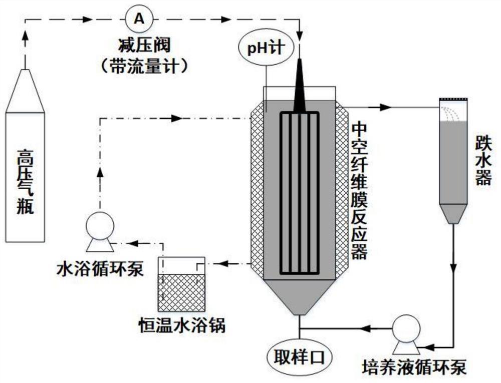 一种中空纤维膜富集氧化亚铁硫杆菌形成生物膜的方法及中空纤维膜反应器和应用