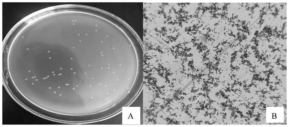 一株假单胞菌及其应用