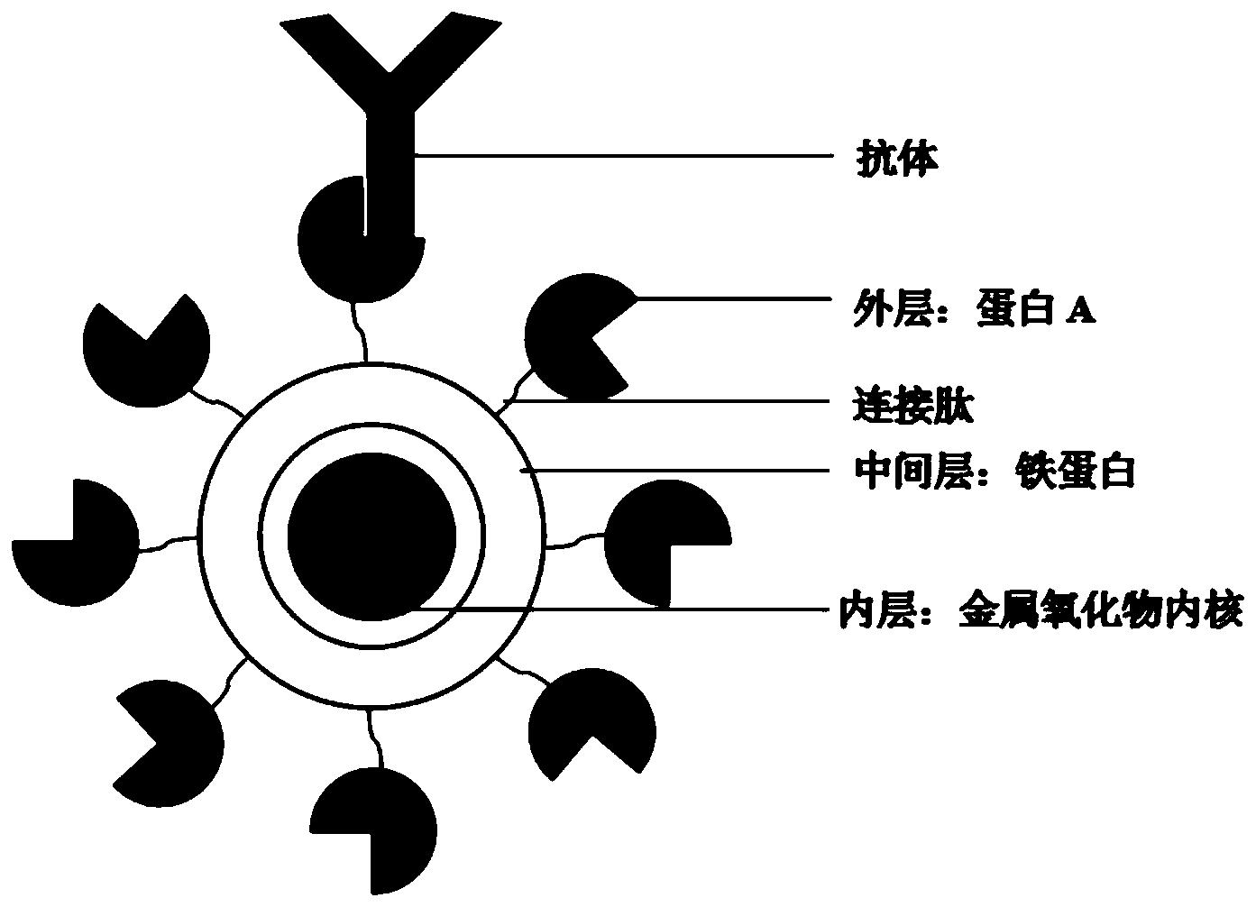 一种展示抗体的铁蛋白纳米材料及其制备方法和应用