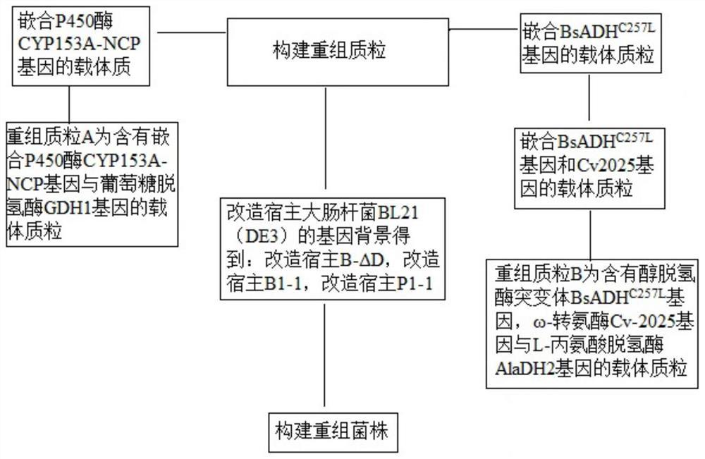 一种基因工程菌及其构建方法及其在生产尼龙12单体12-氨基月桂酸中的应用