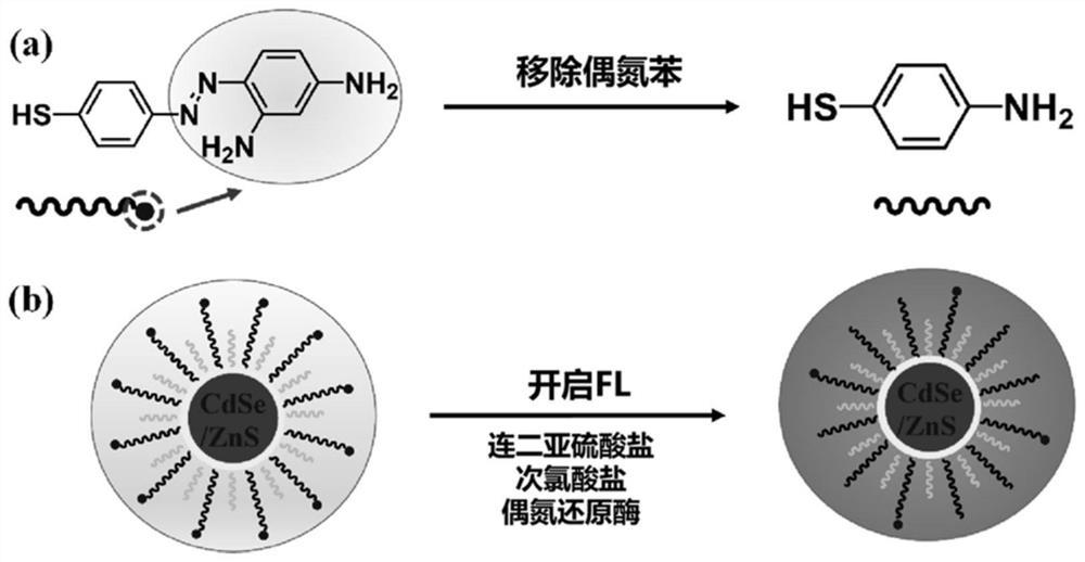 基于偶氮苯-量子点的荧光探针及制备方法以及其在分子开关型荧光传感器中的应用