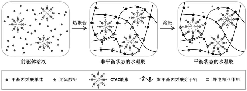 基于聚电解质/表面活性剂复合物的高强度物理水凝胶及其制备方法