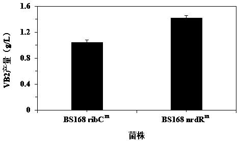 核糖核苷酸还原酶转录抑制因子突变体、突变基因及其在制备维生素B2中的应用