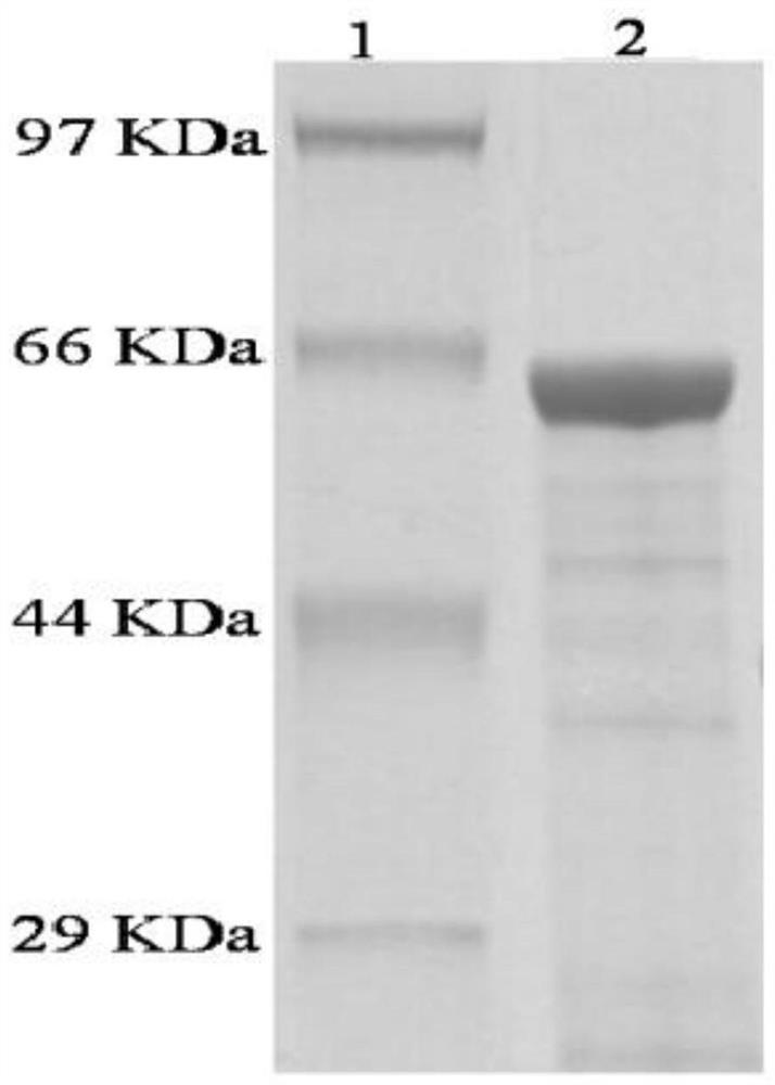 一种海栖热袍菌纤维寡糖转运蛋白、其编码基因及应用