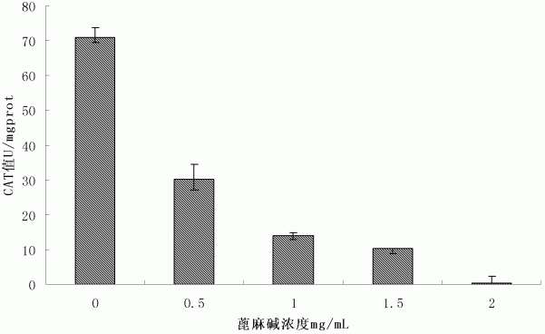 一种蓖麻碱的水提方法及提取物的应用以及蓖麻碱的毒性评价方法