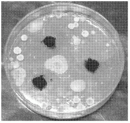 一种以油茶果壳为载体制备造纸抗菌剂的方法