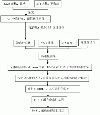 一种微生物基因克隆的方法