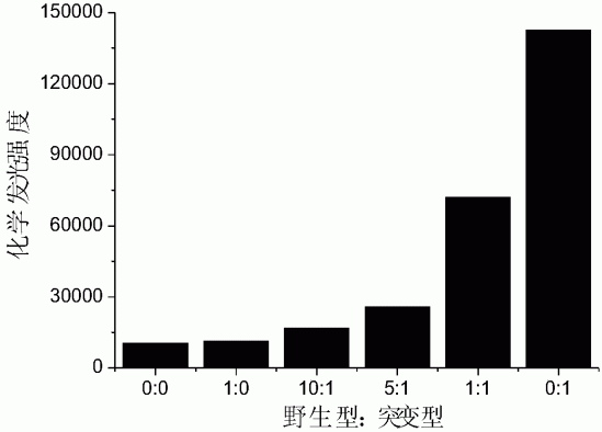 一种化学发光成像技术检测单核苷酸多态性的方法