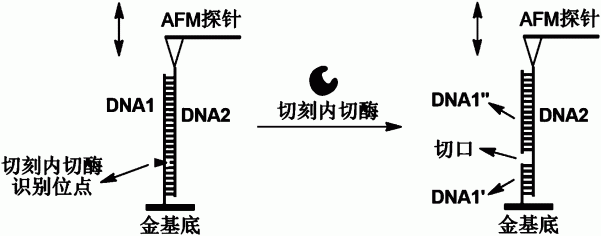 一种原子力显微镜检测单分子水平分子间相互作用的方法