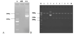 可表达耐热β-半乳糖苷酶的重组菌及构建方法和应用