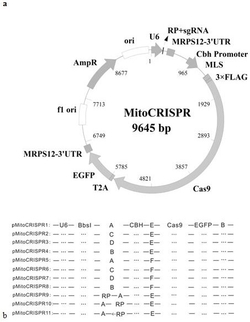 利用CRISPR/Cas9对线粒体基因组进行靶向编辑的方法