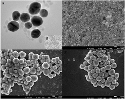 一种羟基生物磁珠及其制备方法和应用