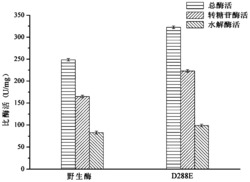 一种菊糖蔗糖酶突变体及其应用