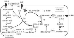 一种高效生产2’-岩藻糖基乳糖的重组菌的构建方法及其应用