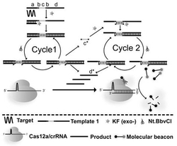 一种基于CRISPR-Cas12a耦合增强型链置换扩增的检测系统及其应用