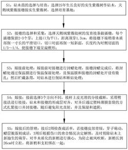 一种天鹅绒紫薇高位嫁接育苗方法