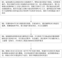 一种江北杨梅良种筛选及育苗方法