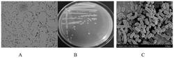 一种降解透明质酸的不动杆菌及其培养方法和应用