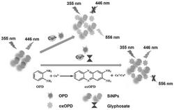 一种基于SiNPs/OPD/Cu2+荧光传感体系对草甘膦的检测方法