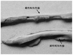 一种快速准确鉴定鲟鱼性别的方法