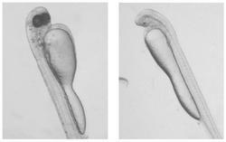 快速鉴定鲂鲫杂种、评估红鲫精子诱导的团头鲂雌核发育效率的方法