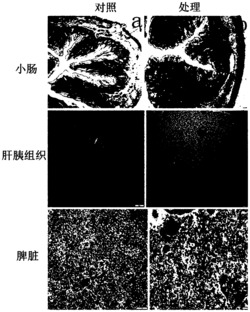 一种黄鳝醛酮还原酶多克隆抗体的制备方法