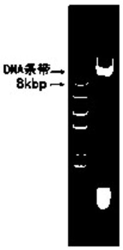一种受盐诱导的特异性诱导型启动子DNA序列及应用